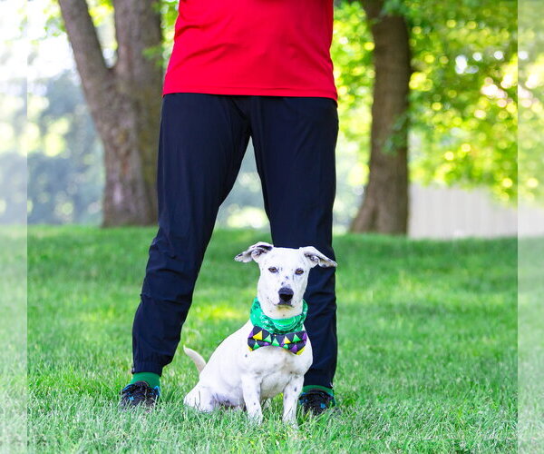 Medium Photo #7 Mutt Puppy For Sale in Unionville, PA, USA