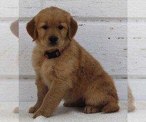 Golden Retriever Puppy for sale in FREDERICKSBURG, OH, USA