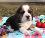 Puppy Reagan Beagle