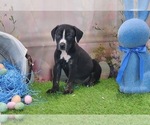 Small #3 Catahoula Leopard Dog