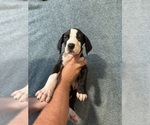 Small #1 Great Dane