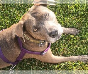 Staffordshire Bull Terrier Dogs for adoption in Aurora, CO, USA