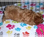 Small Photo #7 Cocker Spaniel-Poodle (Miniature) Mix Puppy For Sale in ORO VALLEY, AZ, USA