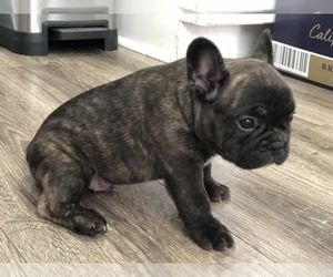 French Bulldog Puppy for sale in HOLTSVILLE, NY, USA