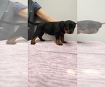 Small Photo #14 Rottweiler Puppy For Sale in ESTILL SPRINGS, TN, USA