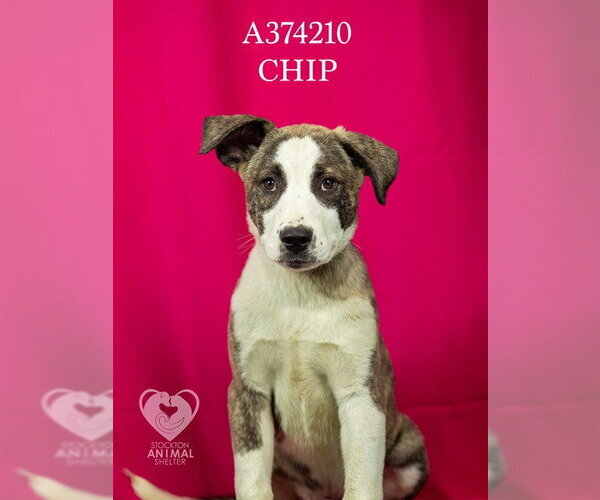 Medium Photo #1 Mutt Puppy For Sale in Stockton, CA, USA