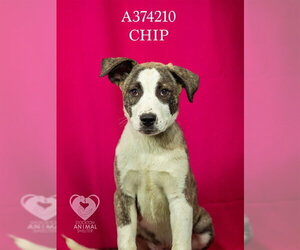 Mutt Dogs for adoption in Stockton, CA, USA
