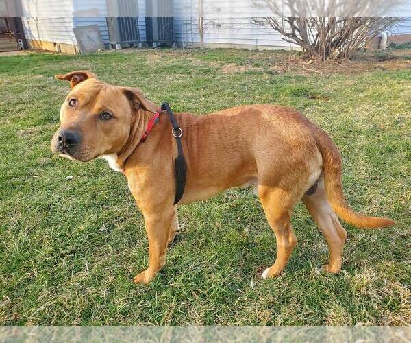 Medium Photo #8 Mutt Puppy For Sale in Westminster, MD, USA
