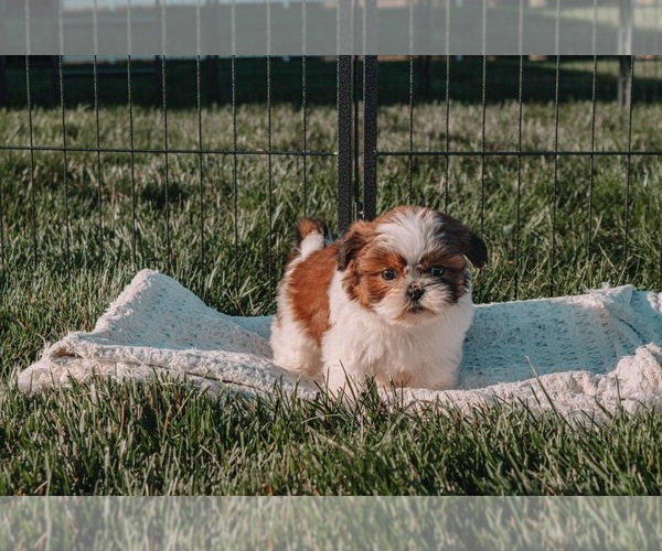 Medium Photo #1 Shih Tzu Puppy For Sale in TOPEKA, IN, USA