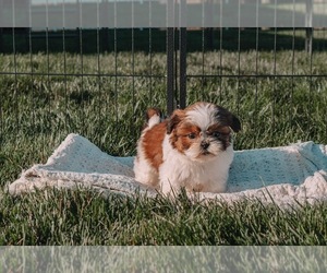Shih Tzu Puppy for Sale in TOPEKA, Indiana USA