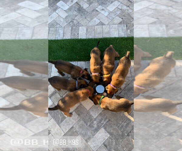 Medium Photo #2 Belgian Malinois Puppy For Sale in CHANDLER, AZ, USA