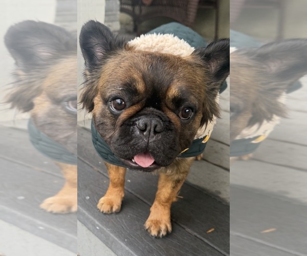 Medium Photo #1 French Bulldog Puppy For Sale in CLAREMONT, CA, USA