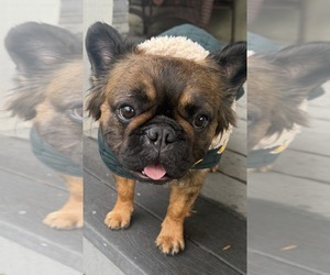 Mother of the French Bulldog puppies born on 05/29/2026