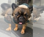 Small Photo #1 French Bulldog Puppy For Sale in CLAREMONT, CA, USA