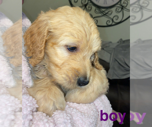 Goldendoodle Puppy for sale in BOONVILLE, NC, USA