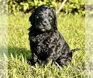 Labradoodle Puppy for sale in PICAYUNE, MS, USA