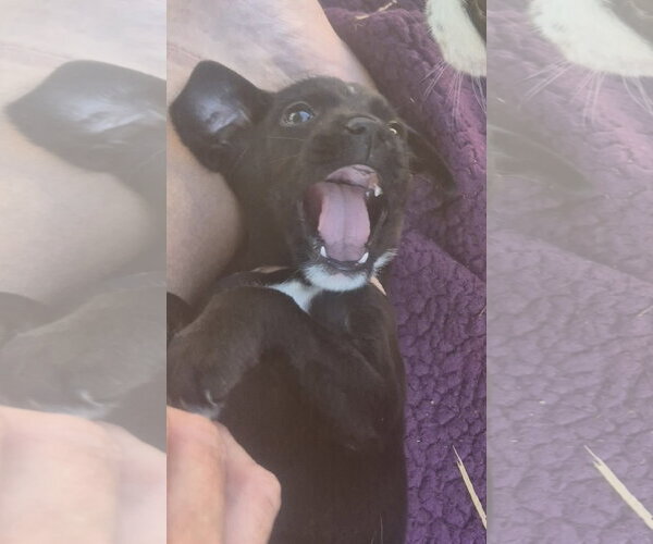 Medium Photo #3 Labrador Retriever-Unknown Mix Puppy For Sale in The Woodlands, TX, USA
