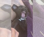 Small #2 Labrador Retriever Mix