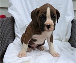 Small Photo #28 Boxer Puppy For Sale in GOSHEN, IN, USA