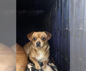 Chihuahua-Unknown Mix Dogs for adoption in Chula Vista, CA, USA