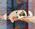 Small #2 Pembroke Welsh Corgi-Poodle (Miniature) Mix
