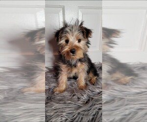 Yorkshire Terrier Puppy for sale in BEECH GROVE, IN, USA
