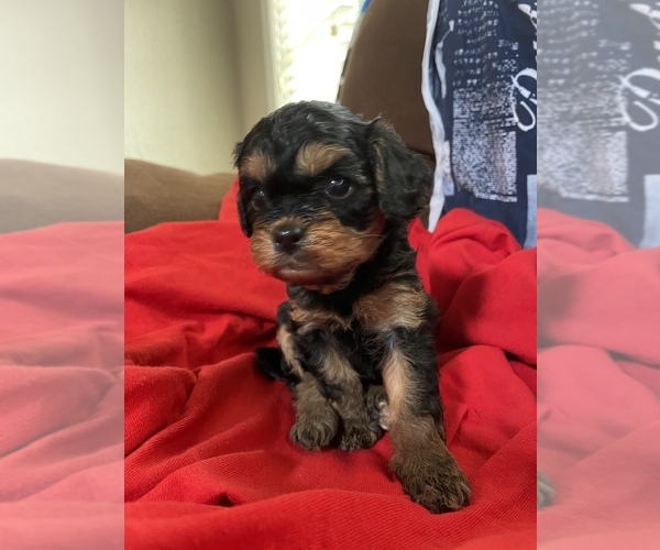 Medium Photo #6 Cavapoo Puppy For Sale in HOLDEN, MO, USA