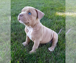 Puppy Tyga American Bully