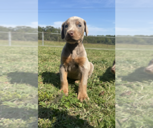 Medium Doberman Pinscher
