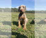 Puppy Fawn and Rust Doberman Pinscher