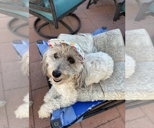 Mother of the Maltipoo puppies born on 05/12/2025