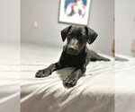 Small #3 Basset Hound-Labrador Retriever Mix