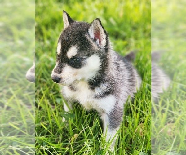 Medium Photo #4 Siberian Husky Puppy For Sale in KANSAS CITY, MO, USA