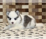 Small #1 Pomsky