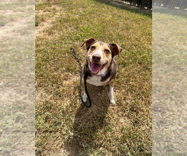 Medium Photo #1 Meagle Puppy For Sale in Evansville, IN, USA