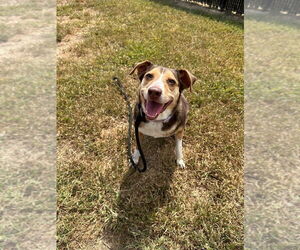 Meagle Dogs for adoption in Evansville, IN, USA