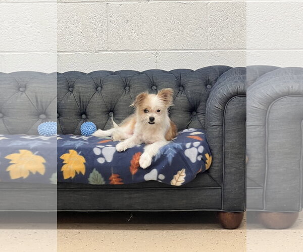 Medium Photo #1 ShiChi Puppy For Sale in York, SC, USA