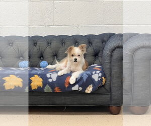ShiChi Dogs for adoption in York, SC, USA