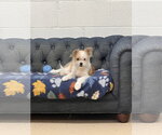 Maggie - Female ShiChi Dog for Adoption - Small photo