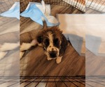 Small Photo #8 Australian Shepherd-Saint Bernard Mix Puppy For Sale in ANTONIA, MO, USA