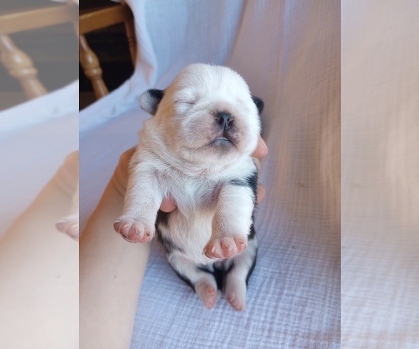 Medium Photo #1 Pug Puppy For Sale in SAINT PAUL, MN, USA