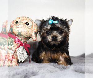 Yorkshire Terrier Puppy for sale in LOS ANGELES, CA, USA