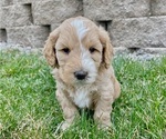 Small Photo #7 Australian Labradoodle Puppy For Sale in RICHLAND, WA, USA