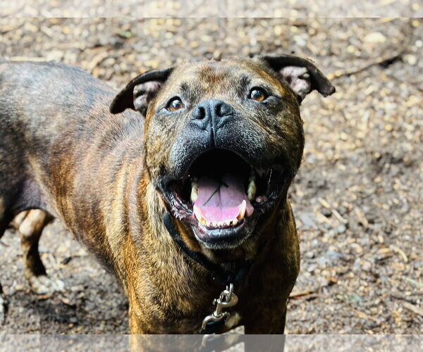 Medium Photo #4 American Pit Bull Terrier-Unknown Mix Puppy For Sale in Clarkesville, GA, USA