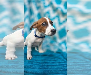 Zero- beagle mix - Male Beagle-Unknown Mix Dog for Adoption - Photo #6
