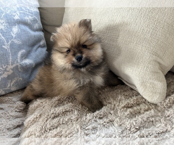 Medium Photo #1 Pomeranian Puppy For Sale in ARGYLE, TX, USA