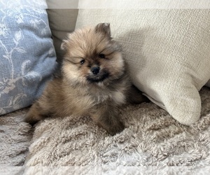 Pomeranian Puppy for sale in ARGYLE, TX, USA