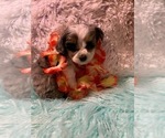 Small Photo #7 Aussiedoodle Miniature  Puppy For Sale in TRAFALGAR, IN, USA