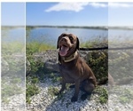 Small Photo #1 Labrador Retriever Puppy For Sale in LEHIGH ACRES, FL, USA