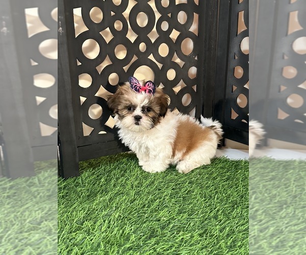 Medium Photo #1 Shih Tzu Puppy For Sale in MOUNT VERNON, OH, USA